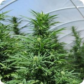 Green Crack Feminised Seeds Green Crack Feminised Seeds