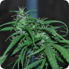 Green Haze Regular Seeds Green Haze Regular Seeds