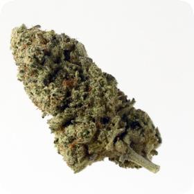 Green Magic Feminised Seeds Green Magic Feminised Seeds