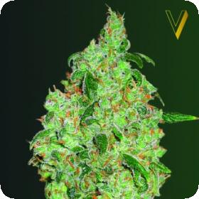 Green Wild Shark Feminised Seeds Green Wild Shark Feminised Seeds