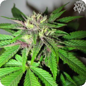 Green Crack Feminised Seeds Green Crack Feminised Seeds