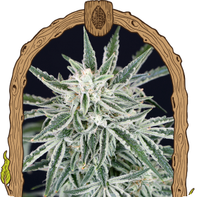 Greengummyauto Jpg