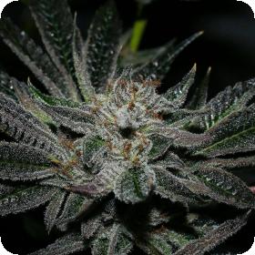 Grenadine Feminised Seeds Grenadine Feminised Seeds
