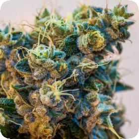 Grimmdog XX Feminised Seeds (Ltd. Edition) Grimmdog XX Feminised Seeds (Ltd. Edition)