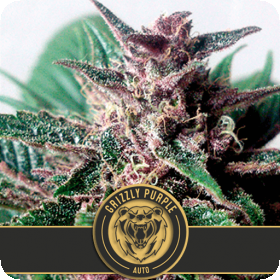 Grizzly Purple Auto Feminised Seeds Grizzly Purple Auto Feminised Seeds
