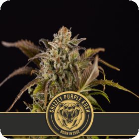 Grizzly Purple Kush Feminised Seeds Grizzly Purple Kush Feminised Seeds