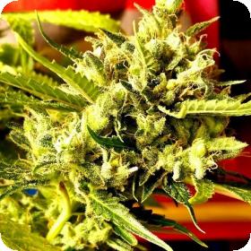 Guava Dub Star Feminised Seeds Guava Dub Star Feminised Seeds