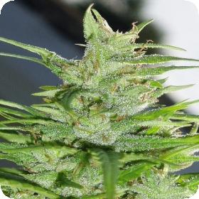 Guawi Feminised Seeds Guawi Feminised Seeds