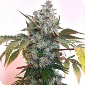 Guide Dawg Feminised Seeds Guide Dawg Feminised Seeds