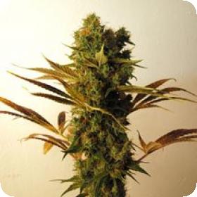 Hammer Shark Feminised Seeds Hammer Shark Feminised Seeds