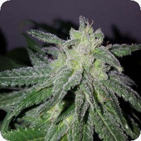 Harlequake CBD Regular Seeds Harlequake CBD Regular Seeds