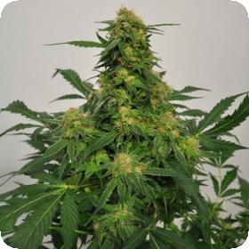 Harlequin Bx4 CBD Regular Seeds Harlequin Bx4 CBD Regular Seeds