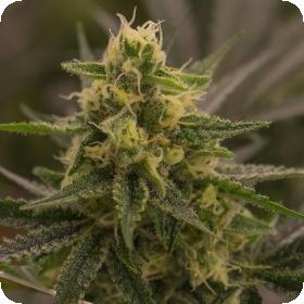 Harlequin x Super Sour Diesel Regular Seeds Harlequin x Super Sour Diesel Regular Seeds