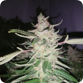 Harliqueen Regular Seeds