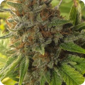 Harlox Regular Seeds