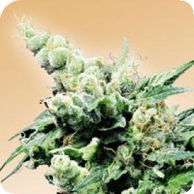 Hash Plant Regular Seeds Hash Plant Regular Seeds