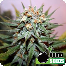 Hash Bomb Regular Seeds Hash Bomb Regular Seeds