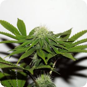 Hash Plant CBD Feminised Seeds Hash Plant CBD Feminised Seeds