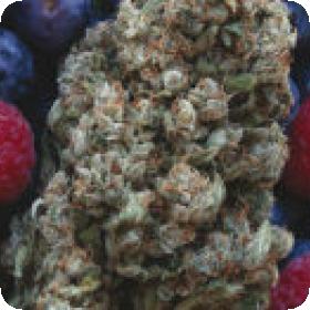 Hashberry Regular Seeds Hashberry Regular Seeds