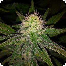 Hawaii Maui Waui Regular Seeds Hawaii Maui Waui Regular Seeds