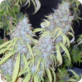 Haze Freak Regular Seeds Haze Freak Regular Seeds