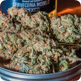 Headband x C99 Feminised Seeds (Limited Edition) Headband x C99 Feminised Seeds (Limited Edition)