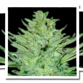 Headlights  Kush  Auto  Feminised  Cannabis  Seeds  Emerald  Triangle 0