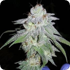HeadStash Feminised Seeds