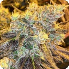 Headstash Regular Seeds