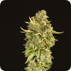 Hell's Bells Regular Seeds