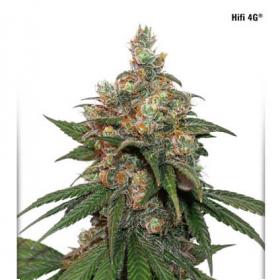 HiFi 4G Feminised Seeds HiFi 4G Feminised Seeds