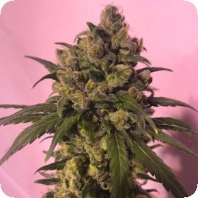 Highlo CBD Feminised Seeds Highlo CBD Feminised Seeds