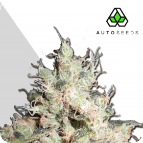 Hijack Auto Feminised Seeds Hijack Auto Feminised Seeds