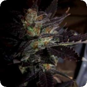 Hippy Private Stash Regular Seeds Hippy Private Stash Regular Seeds