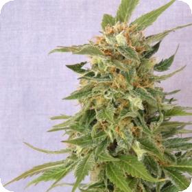 Ginger Punch (Hobbit) Automatic Feminised Seeds Ginger Punch (Hobbit) Automatic Feminised Seeds