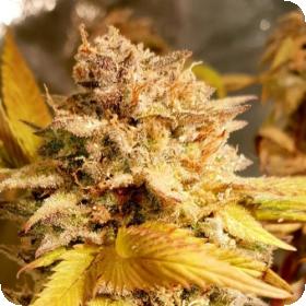 Fizzy Peach Feminised Seeds Fizzy Peach Feminised Seeds