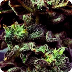 Strawberry Cane Feminised Seeds Strawberry Cane Feminised Seeds