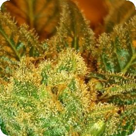 Holy Bubba Regular Seeds Holy Bubba Regular Seeds