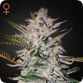 Holy Punch Feminised Cannabis Seeds Greenhouse Seed Co