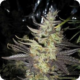 Strawberry Diesel Feminised Seeds Strawberry Diesel Feminised Seeds