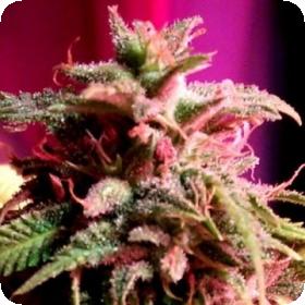 Strawberry StarDawg Feminised Seeds Strawberry StarDawg Feminised Seeds