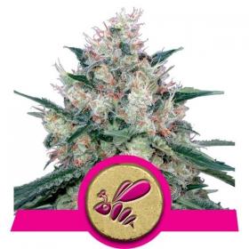 Honey Cream FAST Version Feminised Seeds Honey Cream FAST Version Feminised Seeds