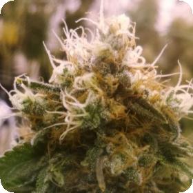 Honey OG Feminised Seeds Honey OG Feminised Seeds