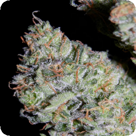 Hubbabubbasmelloscope AUTO Feminised Seeds