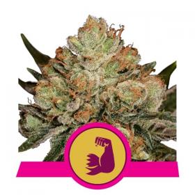 Hulkberry Feminised Cannabis Seeds Royal Queen Cannabis Seeds 0