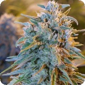 Blue Dream Feminised Seeds Blue Dream Feminised Seeds