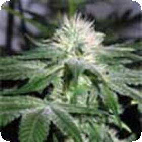 Ice Feminised Seeds Ice Feminised Seeds