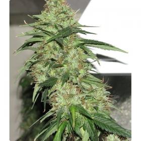 Indica XXL Feminised Seeds