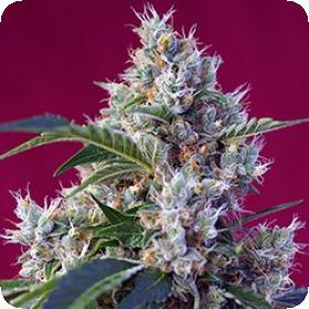 Indigo Berry Kush Feminised Seeds Indigo Berry Kush Feminised Seeds