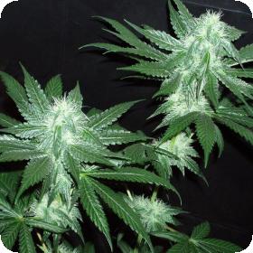 Italian Ice Feminised Seeds (Gold Collection) Italian Ice Feminised Seeds (Gold Collection)